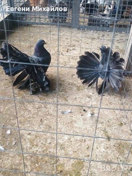 Фенерлии , снимка 1