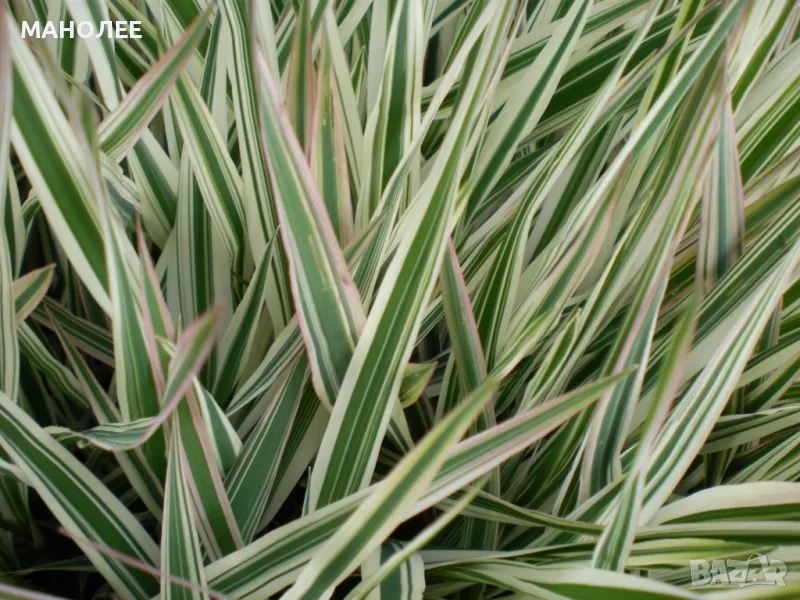 Фаларис, снимка 1