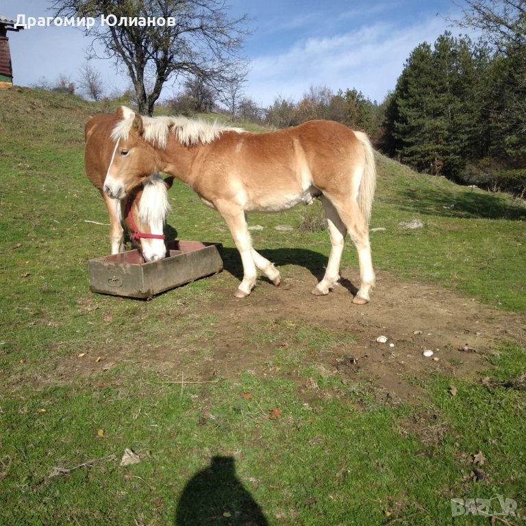 Продава се чист Хафлингер  мъжки на 10 месеца , снимка 1