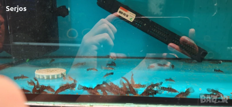 Сомчета, снимка 1