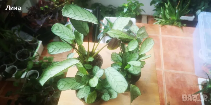 Ктенанте Амагрис(Ctenanthe Amagris) , снимка 1