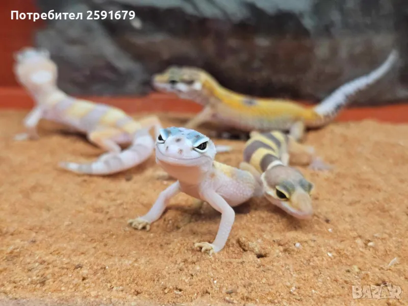 Леопардов гекон, ресничест гекон и др., снимка 1