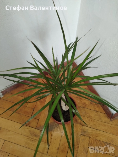 Драцена Маргината, снимка 1