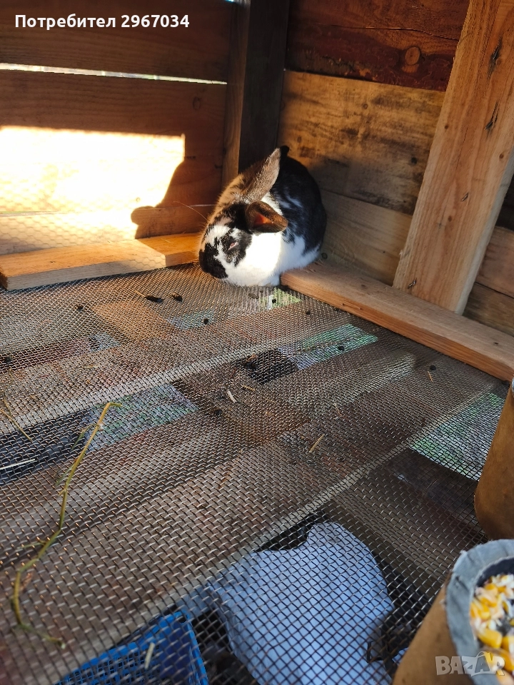 зайци , снимка 1