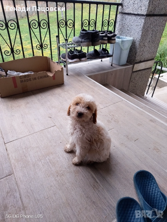 Продавам Лагото Романьоло на три месеца женско, снимка 1