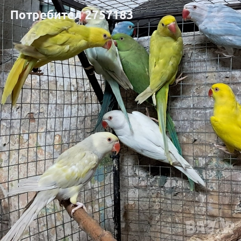 продавам папагали малак александар , снимка 2 - Папагали - 52966409