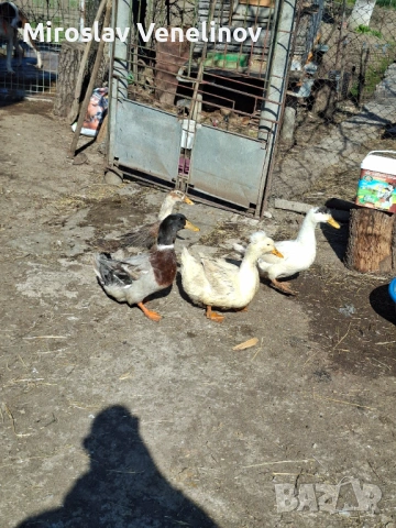 Продавам патици