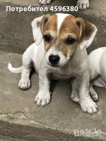 Джак Ръсел териер, снимка 1