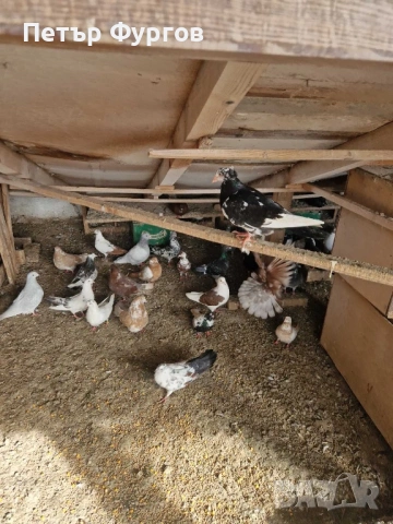 Продавам    3бр.млади американци, снимка 2 - Гълъби - 53589556