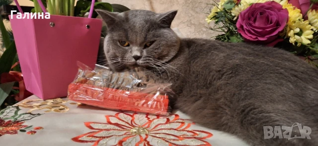 Мъжки британец си търси булка , снимка 5 - Британска късокосместа - 51211241