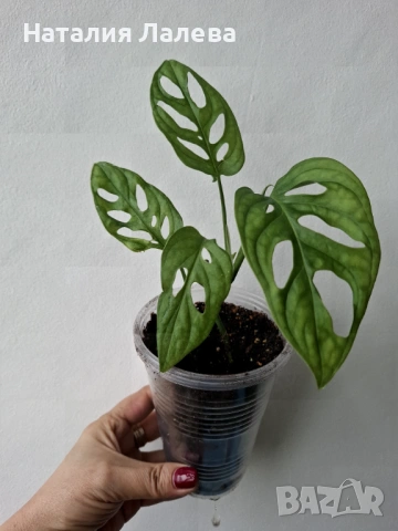 Монстера, monstera monkey