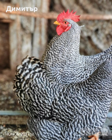 Разплодни яйца от Амрок, снимка 3 - Кокошки и пуйки - 52615792