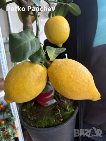 🍋🍋🍋Цитрус Лимон