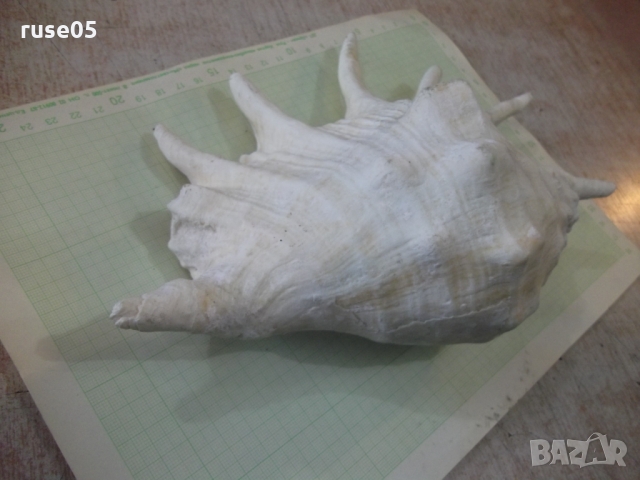 Раковина - 23, снимка 7 - Други ценни предмети - 36038470