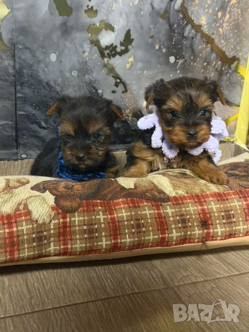 Йоркширски териер , снимка 6 - Йоркширски териер - 53259060