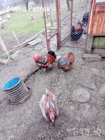 Продавам млади чифтове Орпингтон порцелан!, снимка 4 - Кокошки и пуйки - 52996427