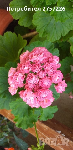 Australian pink rosebud 