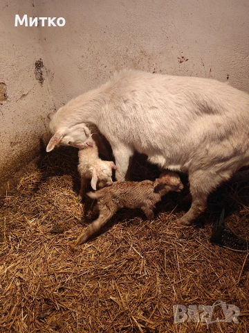 Кози, снимка 8 - Кози - 53499107