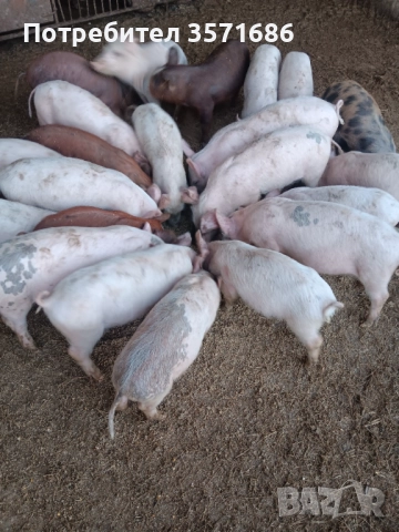 Продавам малки прасенца , снимка 3 - Прасета - 52580799