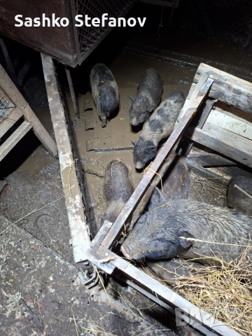 Виатнамски прасета , снимка 5 - Прасета - 52514115