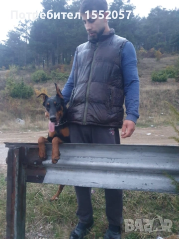 Доберман - мъжки, снимка 4 - Доберман - 53242746