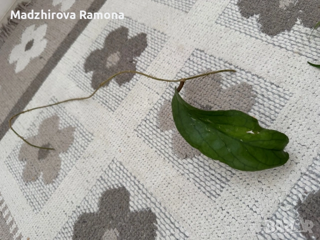 Hoya golden eye , снимка 2 - Стайни растения - 53835373