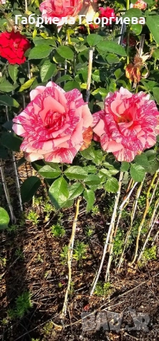 Щамбови рози на гол корен , снимка 13 - Градински цветя и растения - 52324650