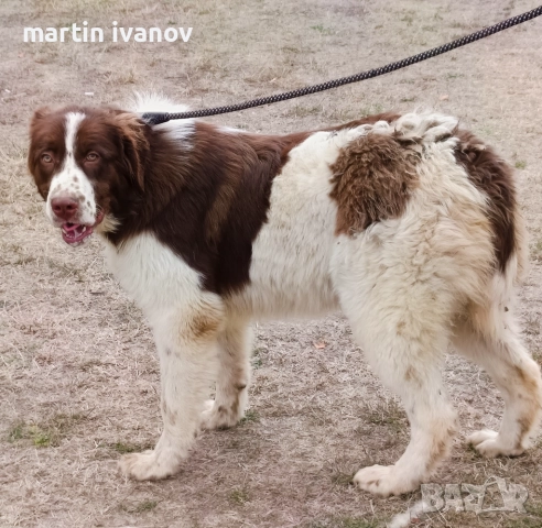 Женска каракачанка, снимка 1