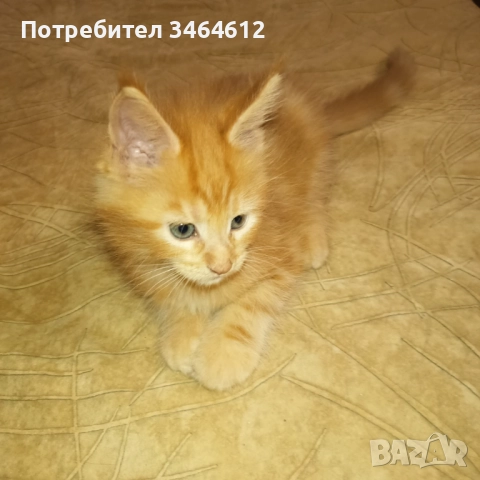 Мейн куун, снимка 16 - Мейн кун - 52592928