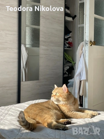 Британска златна чинчила за разплод , снимка 7 - Чинчили - 51309484