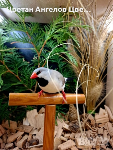 продавам остроопашати амадини , снимка 3 - Амадини - 51640676