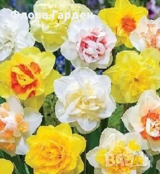 Луковици НАРЦИС