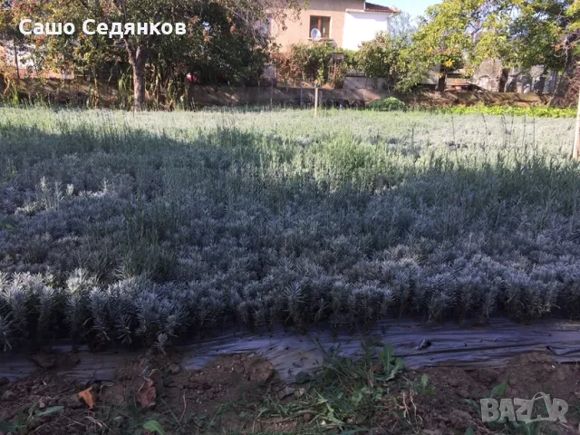Разсад лавандула, снимка 5 - Разсади - 49030551