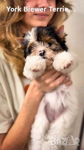 Йоркширски Териер, Сладури момчета и момичета с родословие за деца и възрастни!, снимка 2 - Йоркширски териер - 52948085