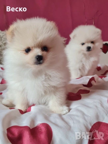 Померан мини мъжко и женско , снимка 4 - Померан - 52847217