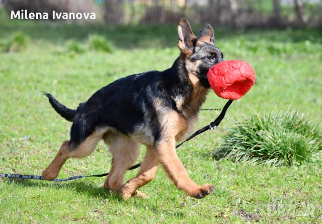 Женска немска овчарка с родословие , снимка 5 - Немска овчарка - 53763947