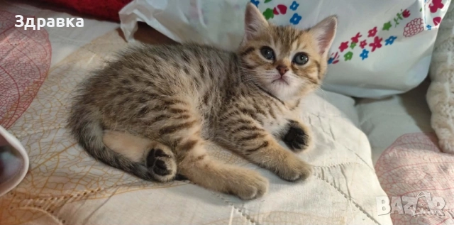 Златна чинчила  котета