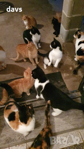 Дом за млади котета - остават сами на произвола на съдбата, снимка 10 - Други - 53050188