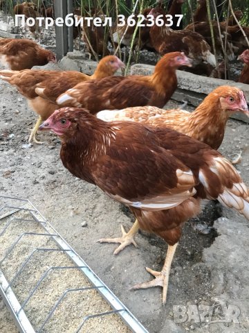 Ярки Ломан Браун , снимка 8 - Кокошки и пуйки - 41759230