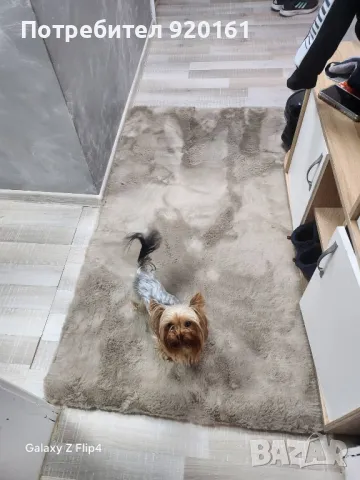 Мини Йорки за разплод, снимка 3 - Йоркширски териер - 49604839