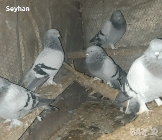 Гълъби , снимка 5 - Гълъби - 53102034