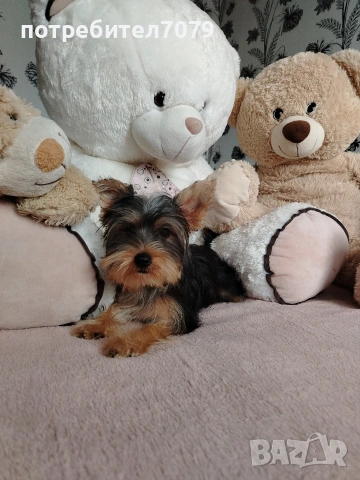 Йоркширски териер, мини, снимка 2 - Йоркширски териер - 53198762