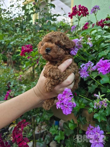 Продавам пудел той , снимка 1