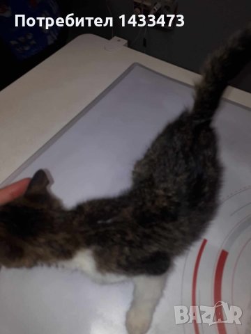 Търся изгубено коте (парично възнаграждение) , снимка 3 - Изгубени/намерени - 41785003