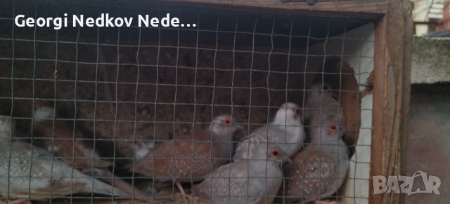 Продавам диамантени гугутки , снимка 6 - други­ - 52756216