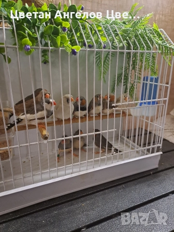 продавам зеброви амадини , снимка 3 - Амадини - 51648061