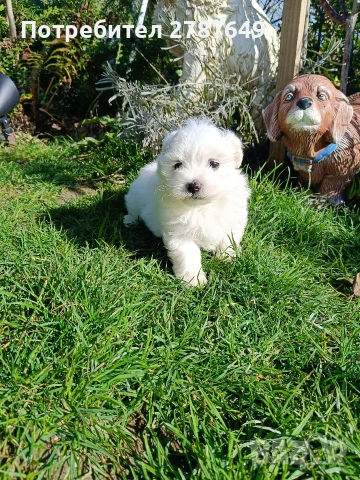 Малтийска Болонка, снимка 7 - Болонка - 53525124