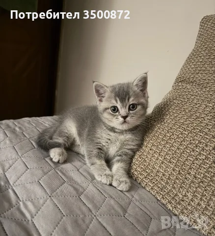 Британска късокосместа котка