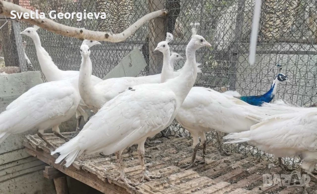 Мъжки пауни 