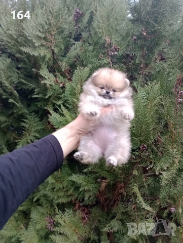 Женски Померан. Реални снимки от 07.12.25 г. , снимка 4 - Померан - 52543823